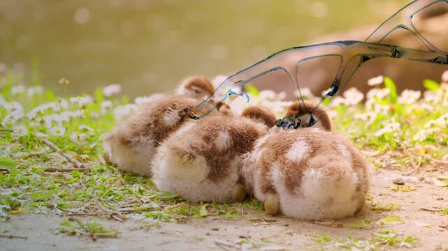 DNA spiral in front goslings goose, DNA analysis evolutionary relationships between different species birds and geese, allowing scientists to create accurate phylogenetic trees