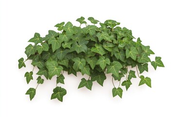 Obraz premium Lush green ivy plant cascading gracefully against a clean white background, perfect for home decor or design