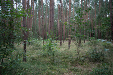 Enchanting Forest in Poland