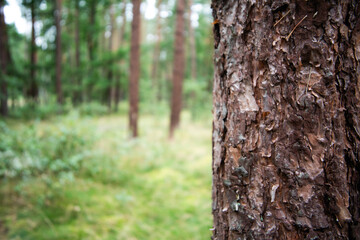 Enchanting Forest in Poland