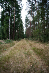 Enchanting Forest in Poland