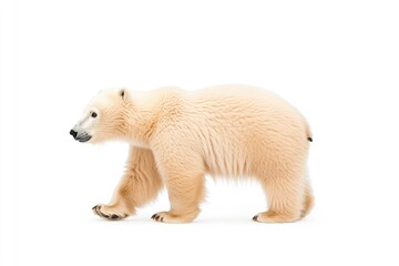 Fototapeta premium A majestic polar bear walking gracefully across a bright white background, showcasing its fluffy fur and strong physique