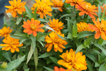 鮮やかなオレンジ色のジニアの花