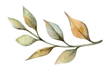 Watercolor illustration of a delicate leaf branch with subtle color variations and soft details captured in natural light