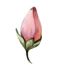 Beautiful pink rosebud showcasing delicate petals and lush green leaves in a soft watercolor style
