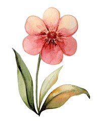 Delicate watercolor flower with pink petals and green leaves on a white background