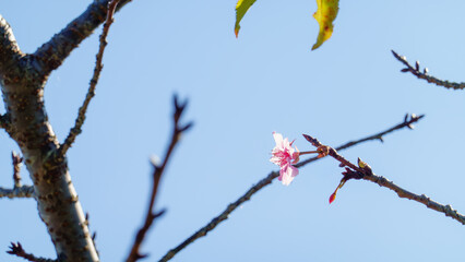 青空の下で咲く桜の一輪