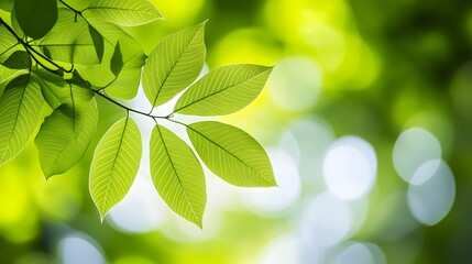 Naklejka premium green leaves background