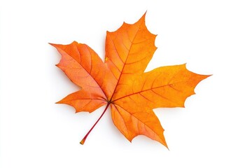 Fototapeta premium Vibrant orange maple leaf isolated on a white background, showcasing autumn colors and textures