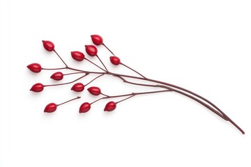 A delicate arrangement of vibrant red berries on slender branches against a clean white background