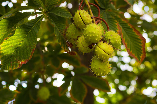 Horse chestnut fruits ripening among lush green foliage on a branch tree. Prickly ripe conkers on branch. Aesculus hippocastanum with species called buckeye and horse chestnut. Selective focus - Powered by Adobe