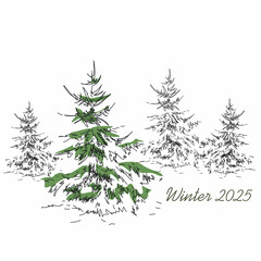 Sketching drawing of a coniferous tree. Winter mood. Easy sketch of a linear image of a spruce tree
