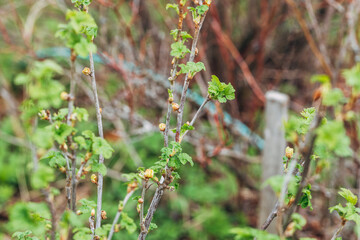 Blackcurrant Gall or Big Bud Mite pest. Infected enlarged round buds on young currant bush in Spring