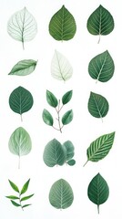 A Captivating Collection of Delicate Green Leaves, Displaying the Exquisite Beauty of Nature's Botanical Art. 