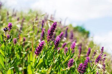 Blooming wildflowers in the sun