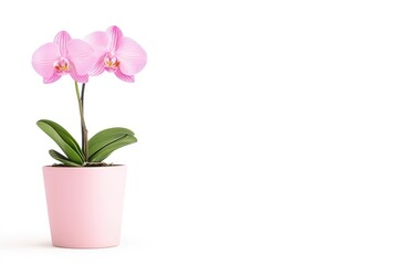 Beautiful pink orchid in a pastel pink pot, set against a clean white background, ideal for floral decor