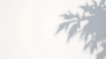 Abstract natural tree leaves shadow on white wall background