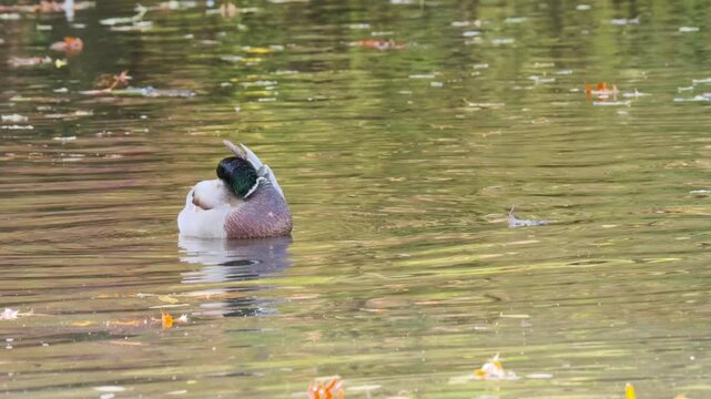 Anas platyrhynchos mallard duck, gliding across pond, perfect depiction wildlife in motion, beauty waterfowl in natural habitat, nature protection