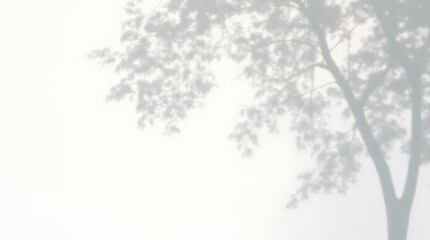 Obraz premium Abstract natural tree leaves shadow on white wall background