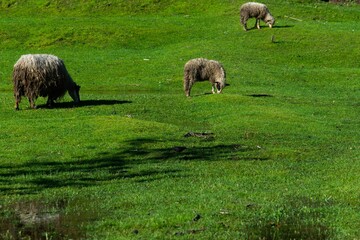 Sheep grazing on a lush green meadow.