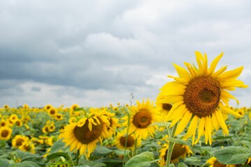 Obraz premium Sunflower Field Under Cloudy Sky