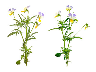 A collection of spring flowers, field violet herb set. Fowers on white background. Flat lay, top view. For floral designs, botanical art, or seasonal projects.
