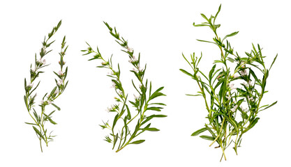 Rosemary set isolated on a transparent background. Fresh rosemary on white background. Flat lay, top view.	