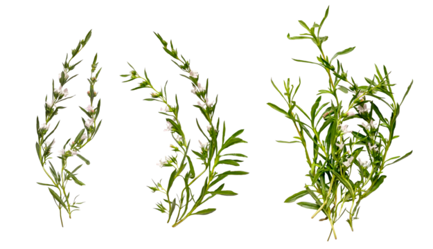 Rosemary set isolated on a transparent background. Fresh rosemary on white background. Flat lay, top view.	