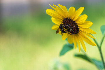 ヒマワリに止まる蜂

