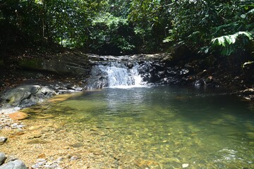 Obraz premium Serene waterfall cascading into a clear pool surrounded by lush tropical vegetation in a forest