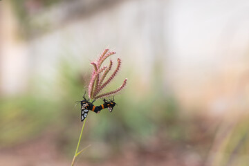 Two colorful moths mating on a wild grass flower, showcasing nature's beauty and delicate ecosystem in Thailand.