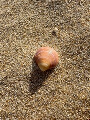 Shellfish on the sand
