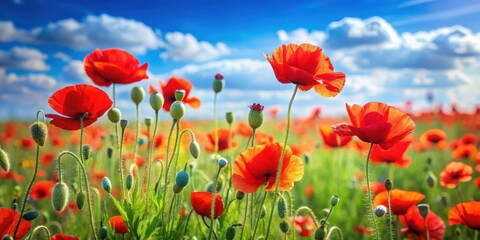 Obraz premium Colorful red poppies sway gently in a summer meadow with soft green grass and blue sky