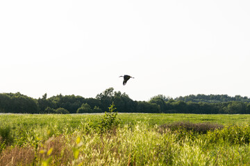 summer meadow and flying stork in the sky