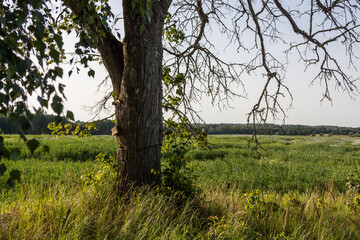 Obraz premium tree in a field