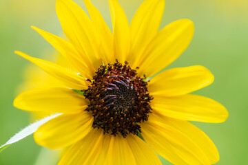 鮮やかな黄色のヒマワリのクローズアップ