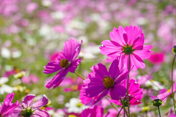 Obraz premium 満開のピンクのコスモス畑