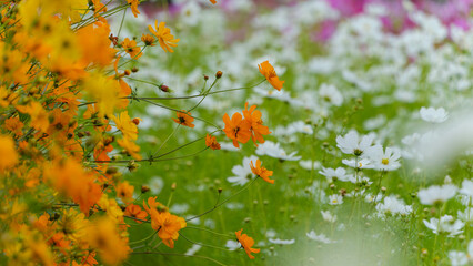 キバナコスモスと白いコスモスが咲き乱れる風景