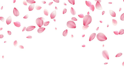 spring banner template cherry blossom Or sakura flying petals vector illustration romantic background with realistic pink cherry flower petals flow or falling motion