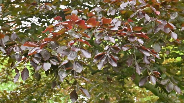 Fagus sylvatica &lsquo;Purpurea&rsquo; European Beech.