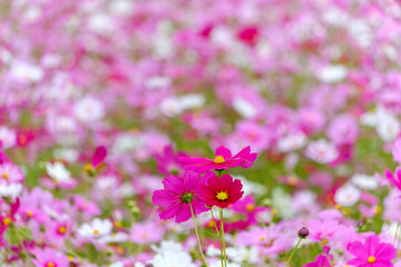 Fototapeta premium 鮮やかなピンクと赤のコスモスの花畑