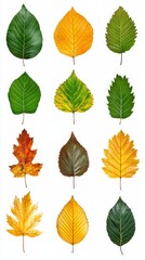 Obraz premium A Collection of Autumn Leaves in Vivid Hues