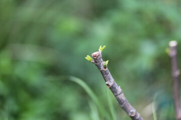 The fig tree has beautiful new leaves after being cut off. It has created new leaves and started a new life.