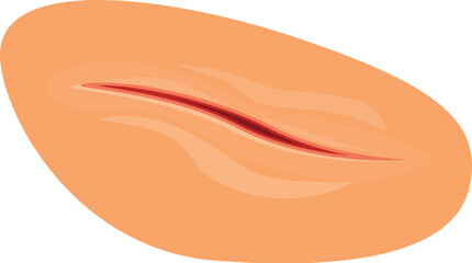 Close up of a single peanut showing the red line where it splits open