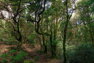 Wald auf Teneriffa