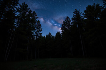 Starry night in a dense forest clearing with Milky Way