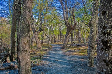 Fototapeta premium Hiking trail from El Chalten to Laguna Torre through a typical forest