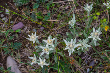 Edelweiss flowers or Leontopodium among green grass at Altai mountains