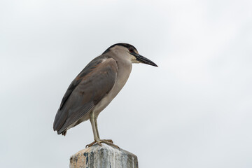Egret or heron in a rock in a cloudy day