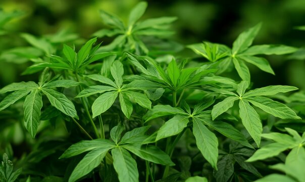 Miagos bush or tanaman aralia, green wall background